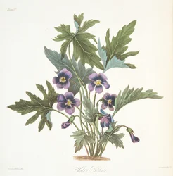 Palmate leaved Violet, uit Floral Illustrations of the Seasons